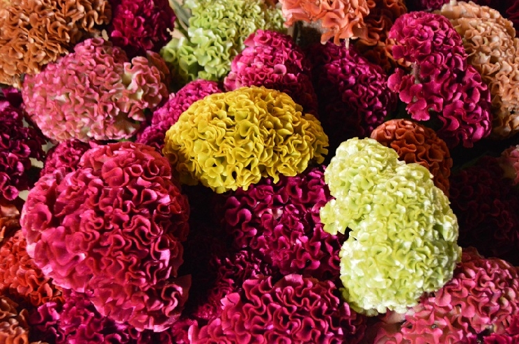 お化けけいとう