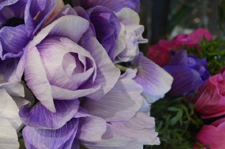 花屋はもう春です。