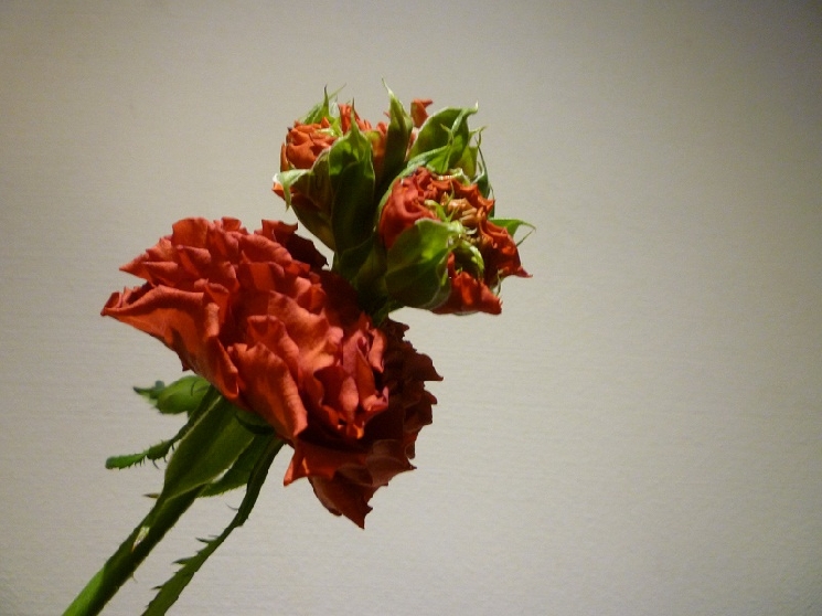 薔薇からバラからグリーン！？