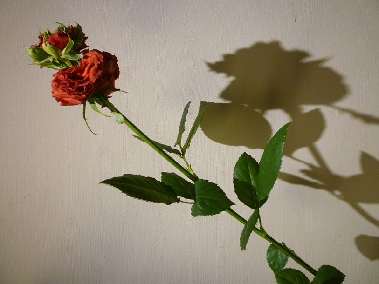 薔薇からバラからグリーン！？