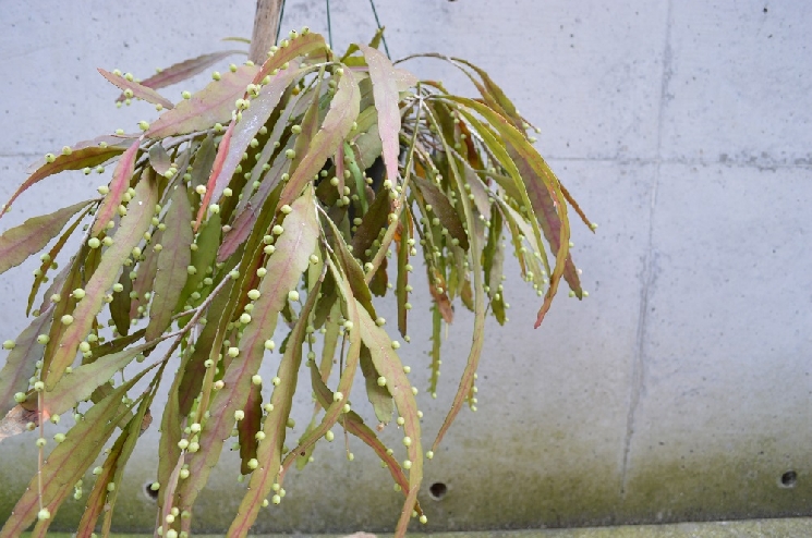 オシャレな植物たち