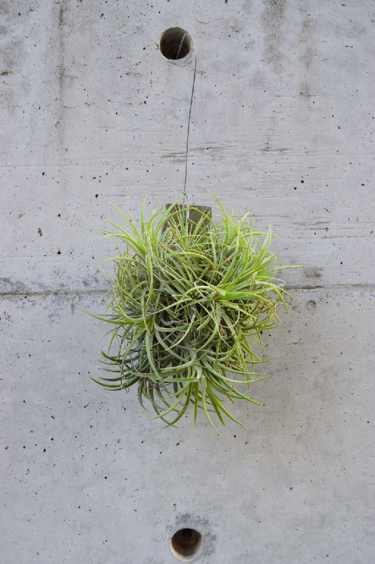 オシャレな植物たち