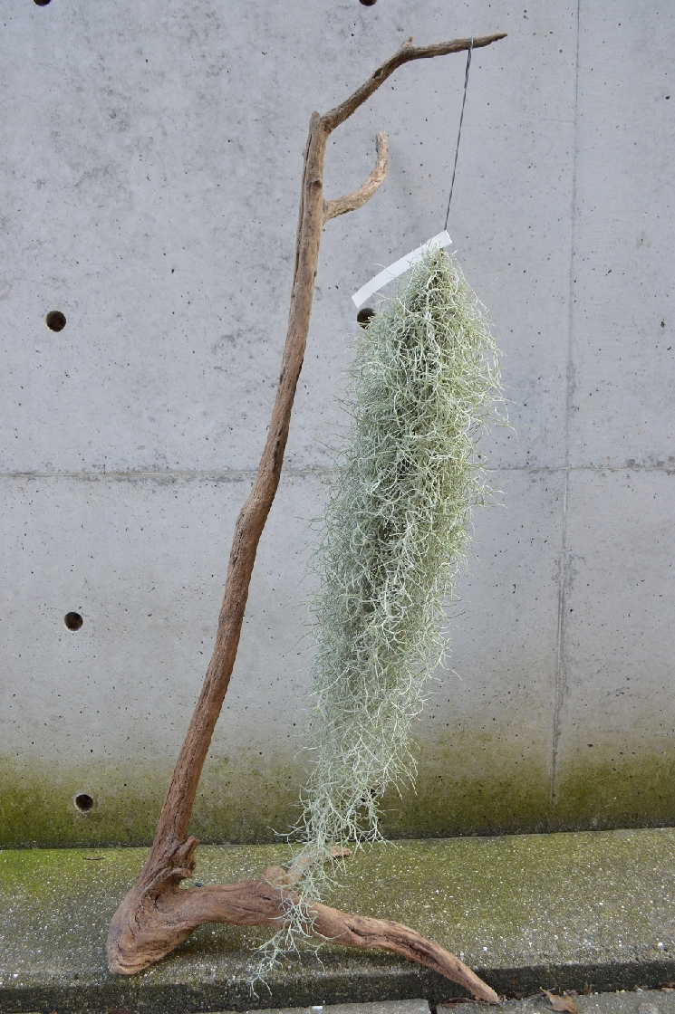 オシャレな植物たち