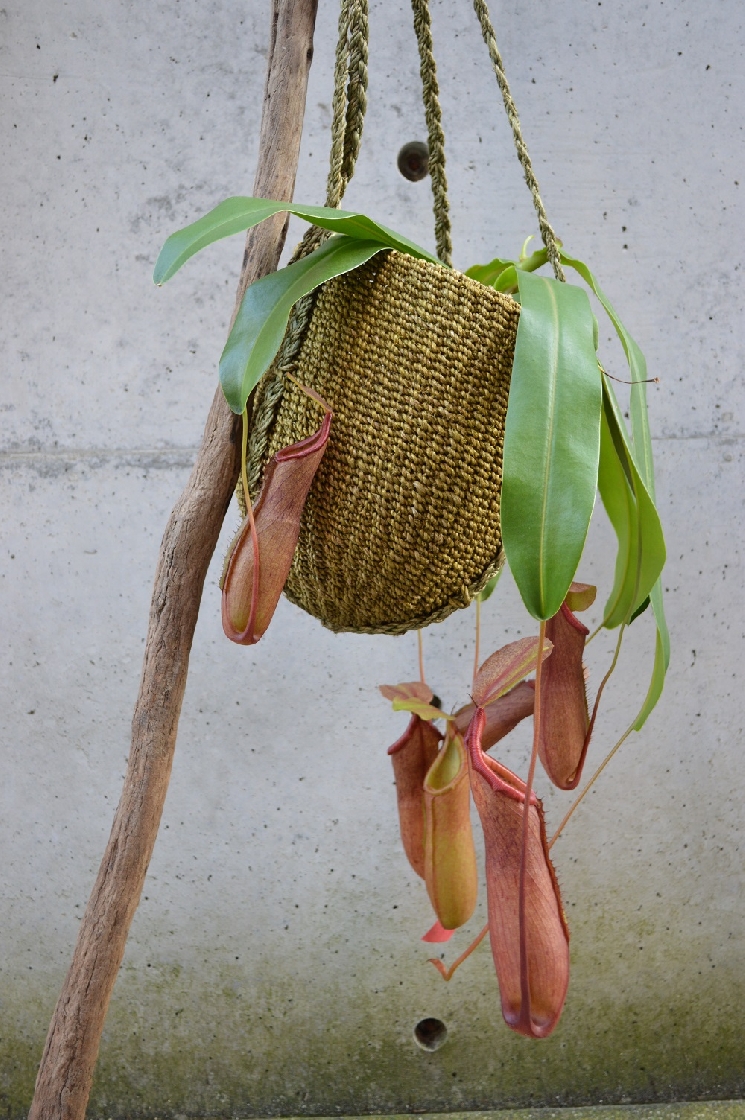 オシャレな植物たち