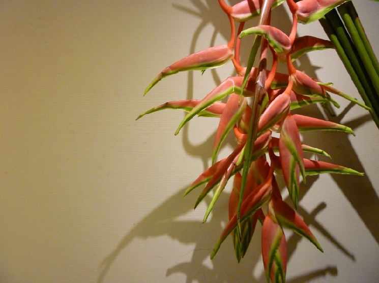 Heliconia / ヘリコニア