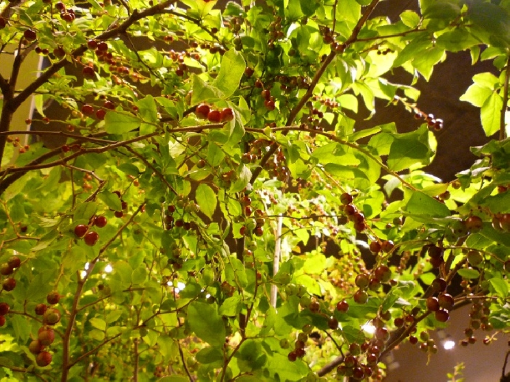 えっ！？　実りの秋！？