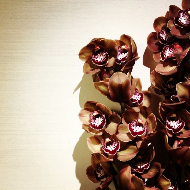 シンビジューム/Cymbidium